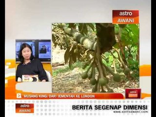 Musang King: Dari Jementah ke London