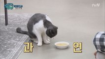 남태현, 반려묘를 위한 요리 도전! 뿌듯 뿌듯!