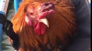 Roo the Rooster Given Wheelchair to Aid Rehabilitation