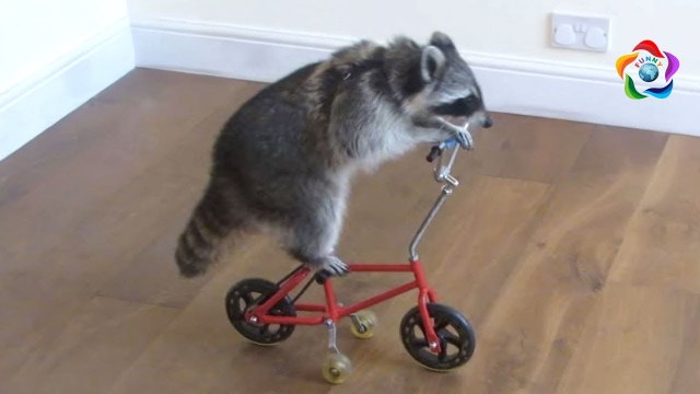 Funny Pet Animals fails compilation - Funniest Animals Fails