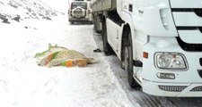 Kar ve Tipi Dolayısıyla Kapanan Yolda Sürücü Kalp Krizi Geçirerek Öldü