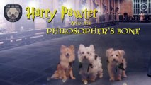 Harry Pawter And The Philosopher's Bone _ Pup Culture _ Comedy Central | Daily Funny | Funny Video | Funny Clip | Funny Animals