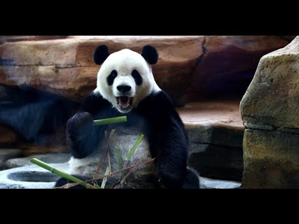 First pandas enjoy new home in Indonesia