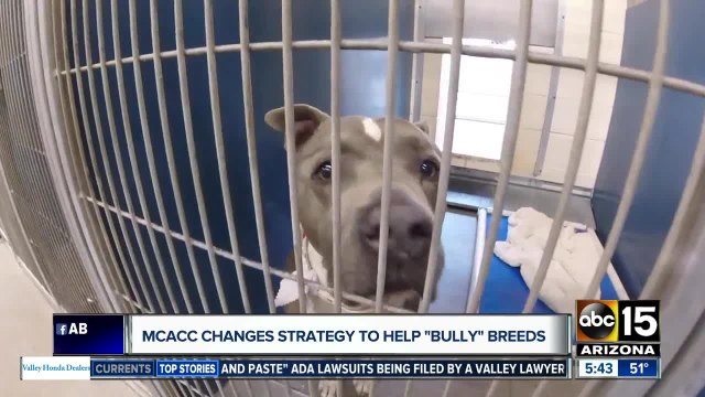 MCACC waives adoption fees for 'bully' breeds as facility hits capacity