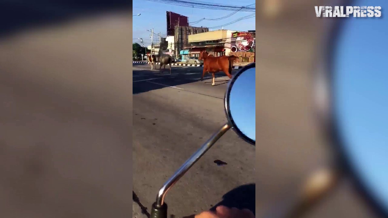 Three Horses Galloping Down Road