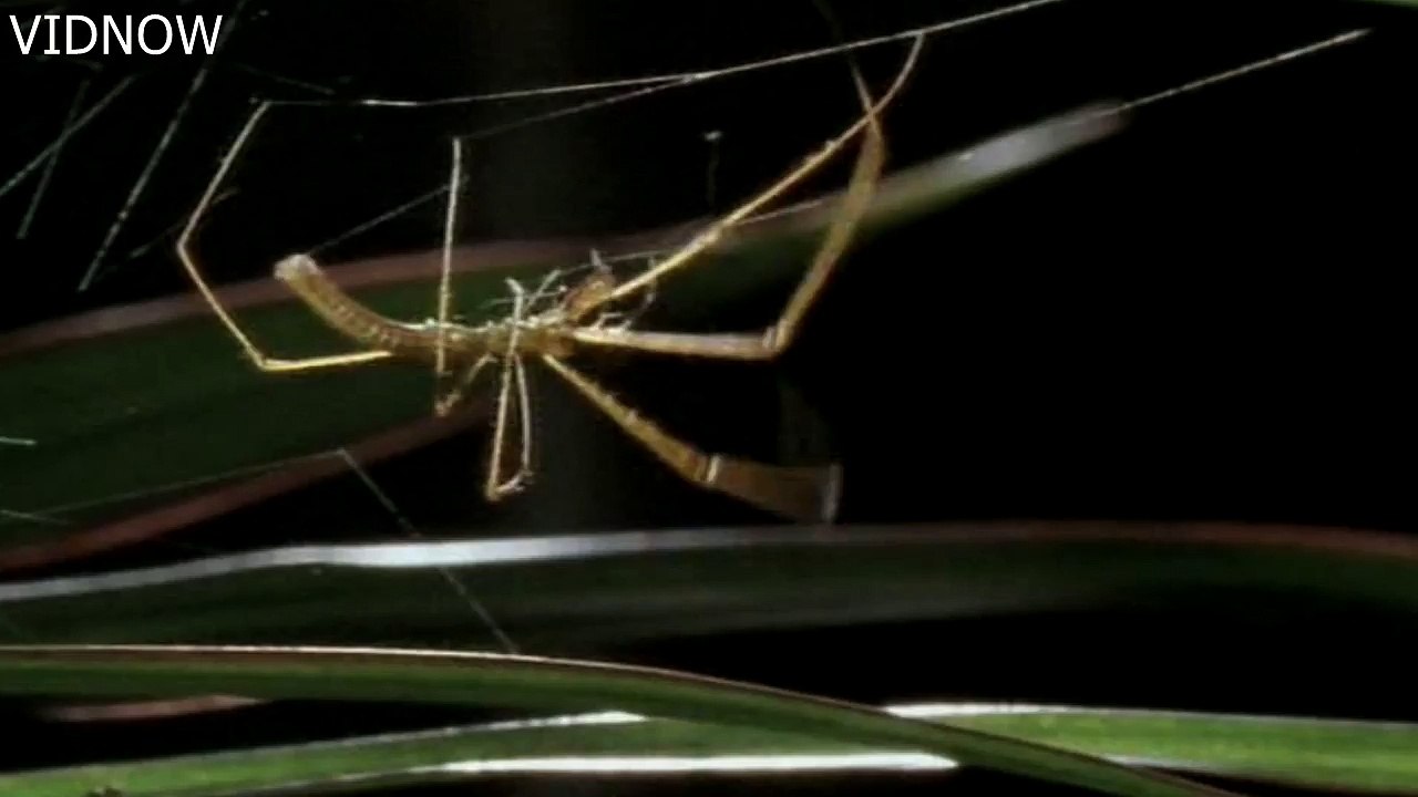 Spider Mating