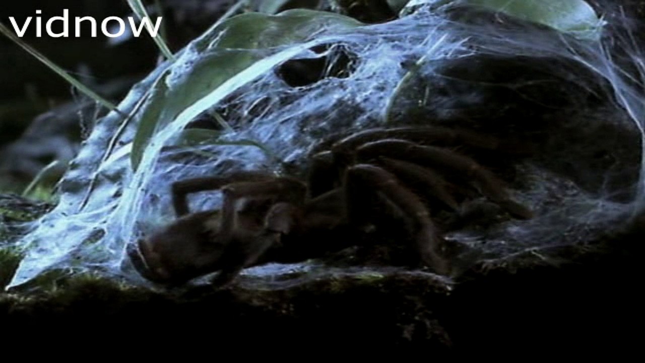 spider silk