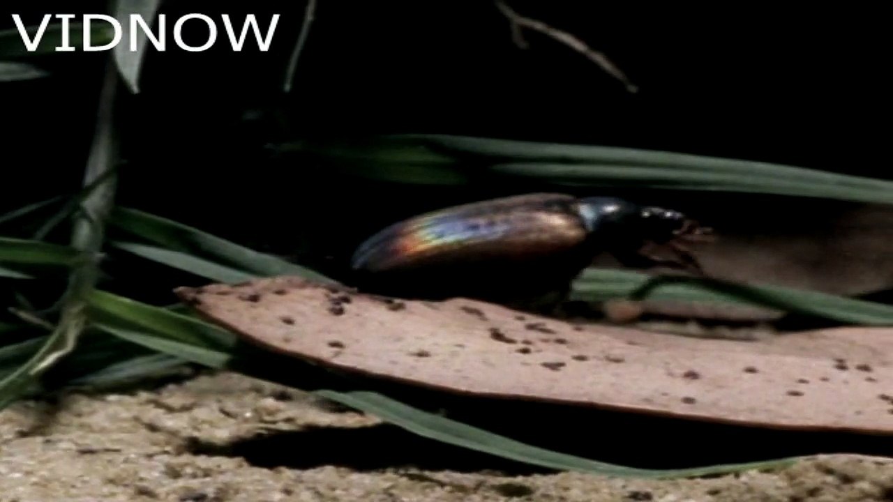 Trapdoor Spider