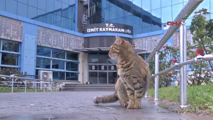 İzmit Kaymakamlığı Yuvası Oldu, 'Kamu' Adı Verildi
