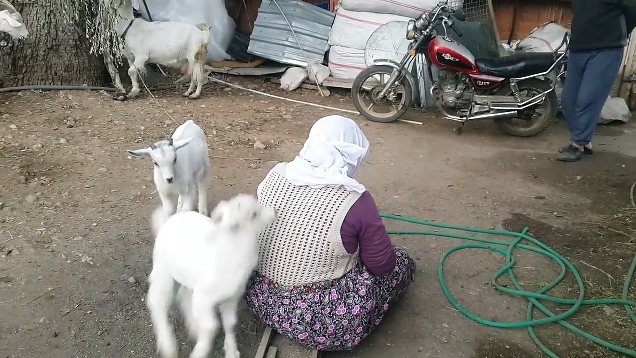 Oyun oynayan oğlak
