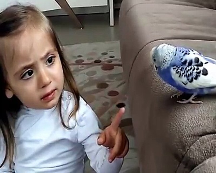 Saçına muhabbet kuşu konduğu için sinirlenen minik kız