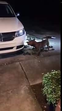 Un pitbull s'attaque à une voiture