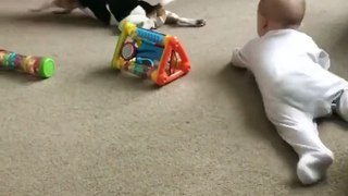 Dog teaches a baby how to crawl