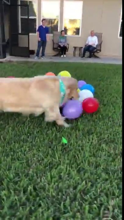 Paradis pour chien : exploser des ballons toute la journée !