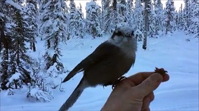 Cet oiseau atterrit sur une main, mange et repart immédiatement !