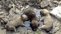 Sauvetages de bébés chiens coincés dans du Mazout pendant des heures !