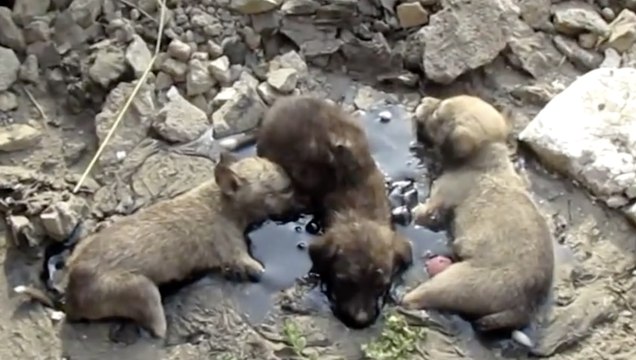 Sauvetages de bébés chiens coincés dans du Mazout pendant des heures !