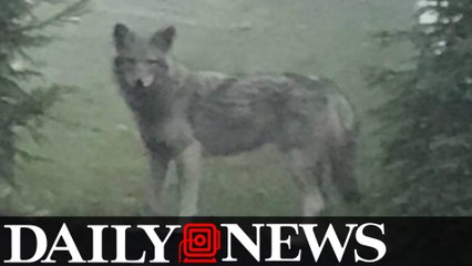 'Coywolf' spotted prowling in New York