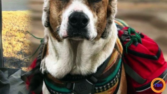 Un couple voyage avec un chien et un chat et partage des photos magnifiques de leur road-trip