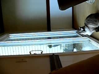 Crazy Cat Attacks Spider On Window