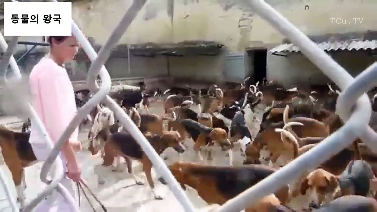 300마리 개들의 식사! 질서지키고 신호를 주자 달려가서 먹는다.