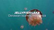 Scuba Diving Encounters: Lake Kakaban Jellyfish