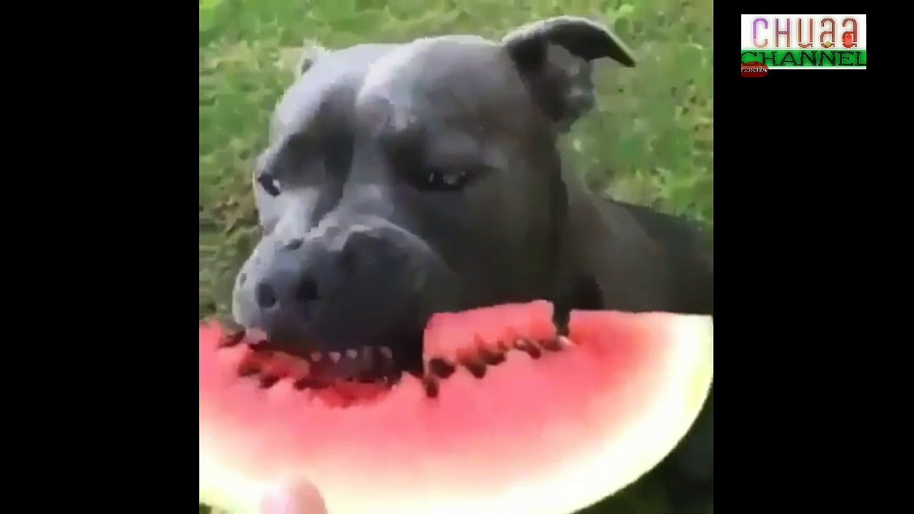 Amazing video