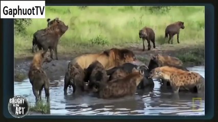 野生动物战斗 10 个 惊得目瞪口呆的野狼与狮子生死战