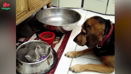 Ten Laziest Felines // Funny Animal Compilation