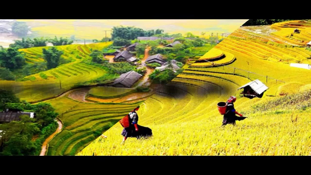 Ruộng bậc thang Tây Bắc mùa lúa chín