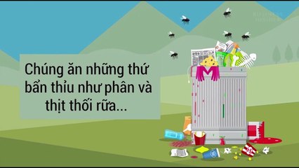 Điều gì xảy ra khi ruồi bám vào thức ăn?