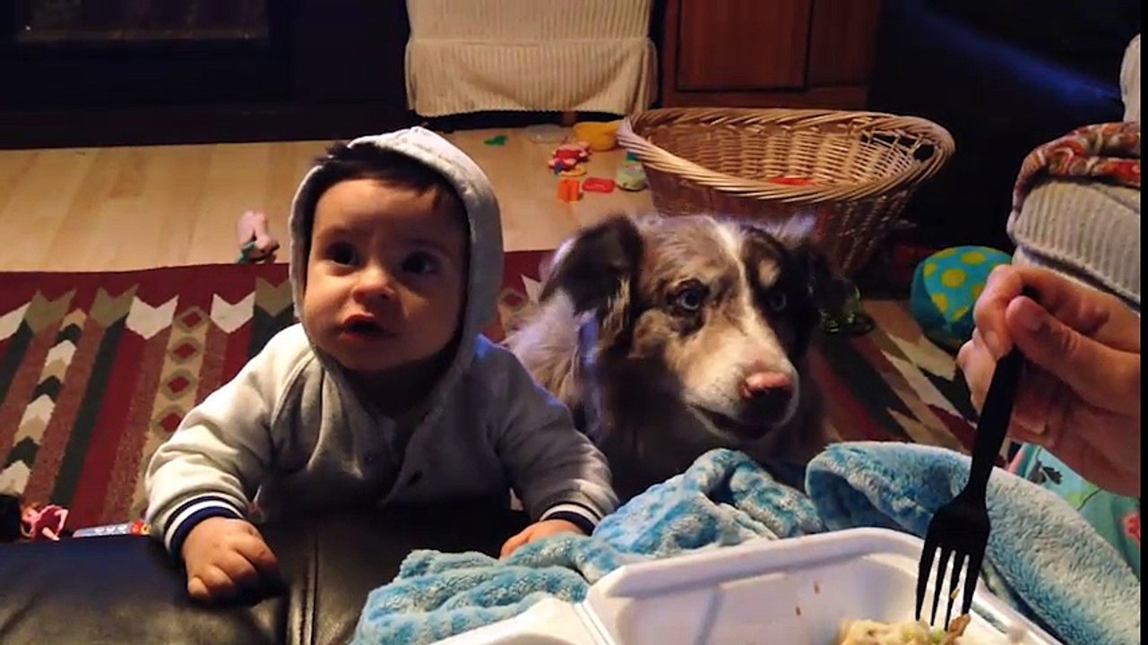 Những khoảnh khắc hài hước của trẻ em và động vật