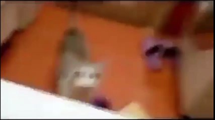 Sợ "sen" chết đuối, "boss" mèo kêu la thống thiết