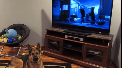 chó sủa theo nhân vật hoạt hình zootopia