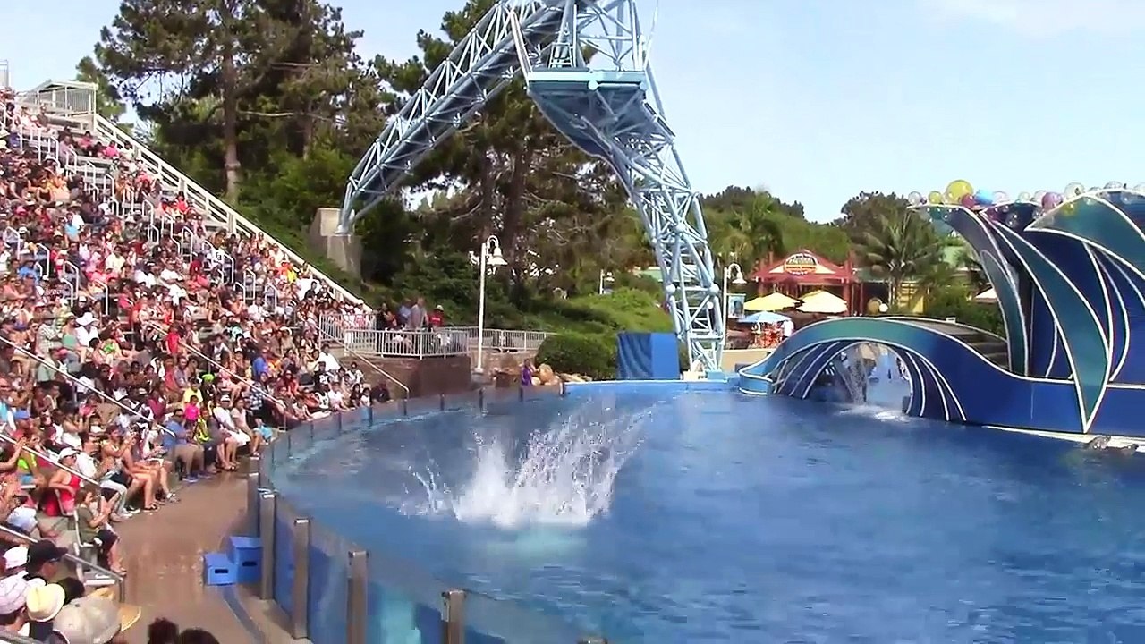 Espectaculo de delfines - Animales increibles