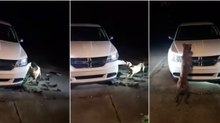 Cão furioso destrói carro para ver se apanha dois gatos que lá se escondiam