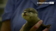 Asian small-clawed otter pup learns to swim
