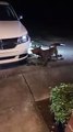 Un pitbull s’attaque à une voiture pour attraper deux chats