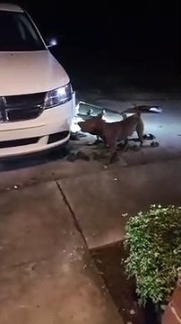 Un pitbull s’attaque à une voiture pour attraper deux chats
