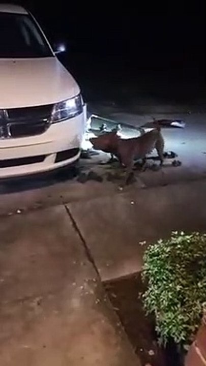 Un pitbull s’attaque à une voiture pour attraper deux chats