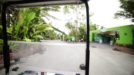 Conozca cómo los animales presienten los desastres naturales