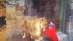 Animal Attacks | Tiger Attacks and Kill Man Lion Attacks Human 2017 Crazy Animals #5