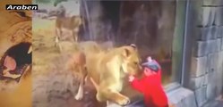 Animal Attacks | Tiger Attacks and Kill Man Lion Attacks Human 2017 Crazy Animals #5