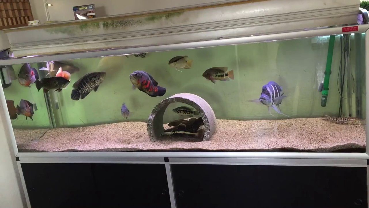 Cet aquarium d'eau douce est MAGNIFIQUE... Rempli de predateurs carnivores