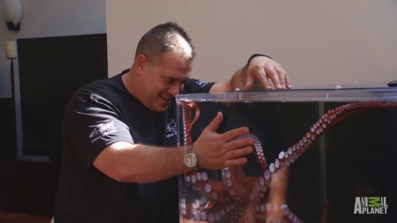 Ce gros calamar est un peu à l'étroit dans son aquarium, il est temps d'en changer