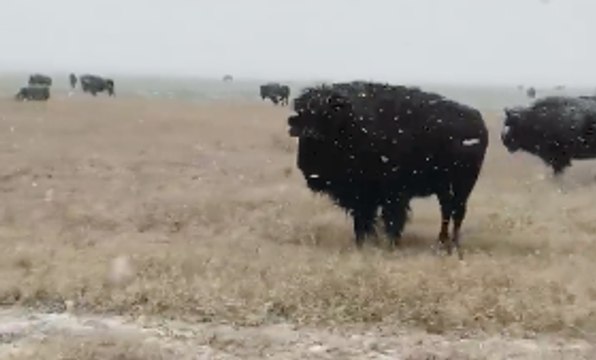 Buffalo Graze as Flurries Fly in Wolfforth, Texas