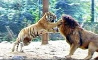 Lutas De Tigres E Leões Entre Si E Entre Ambos