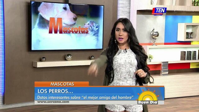 Datos interesantes de los perros