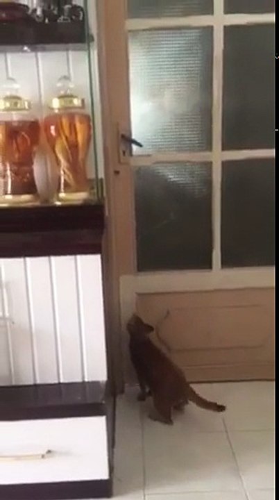 Cat Opens Door for Itself