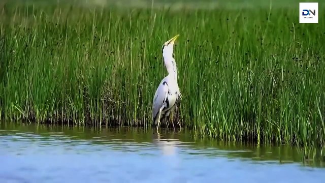 Heron eats huge fish, Heron eating Rabbit, Kills Gophers, dove 헤론 사냥